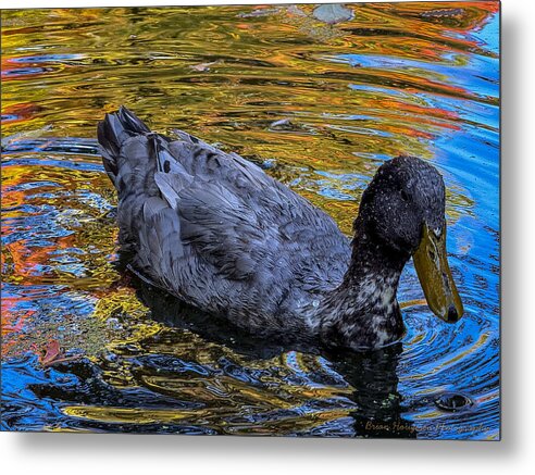 Duck in the pond  - Metal Print