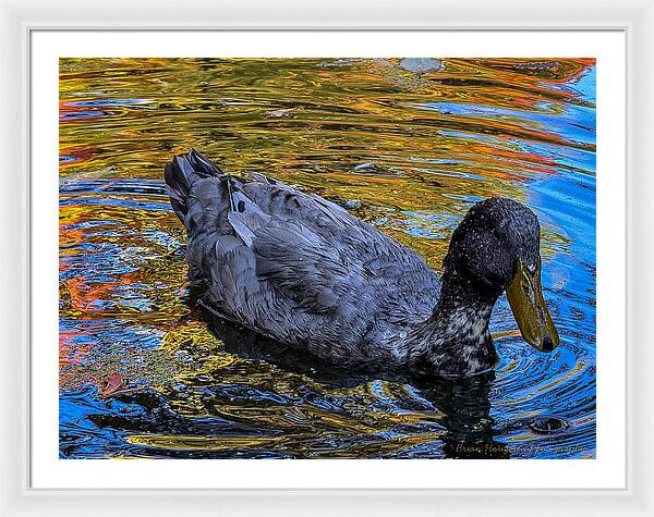 Duck in the pond  - Framed Print