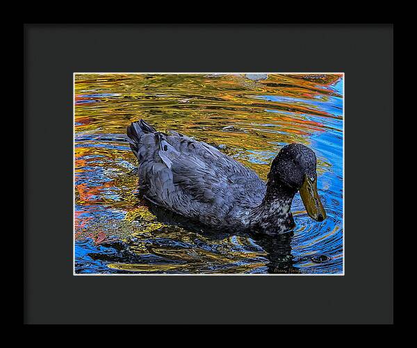 Duck in the pond  - Framed Print