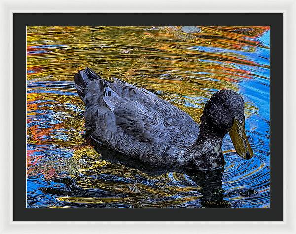 Duck in the pond  - Framed Print