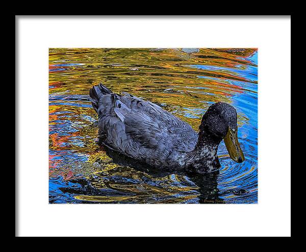 Duck in the pond  - Framed Print