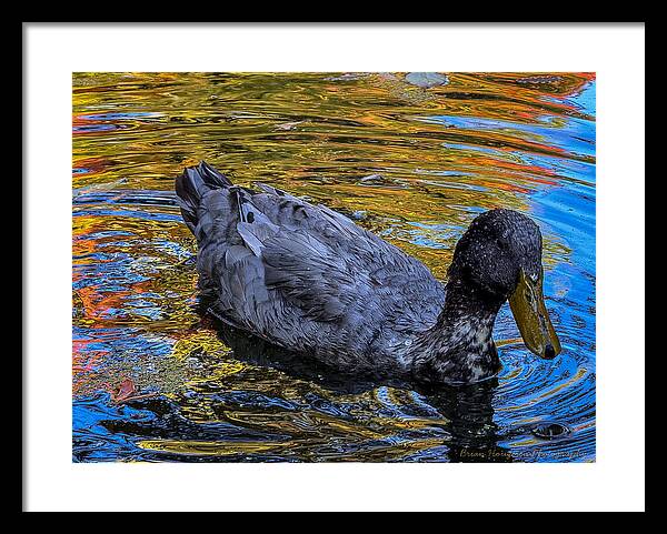 Duck in the pond  - Framed Print