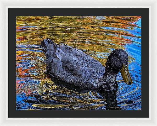 Duck in the pond  - Framed Print
