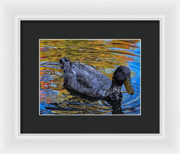 Duck in the pond  - Framed Print