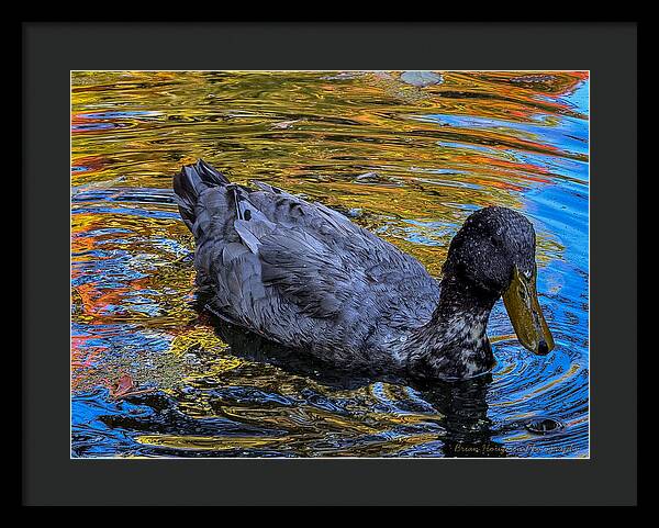 Duck in the pond  - Framed Print