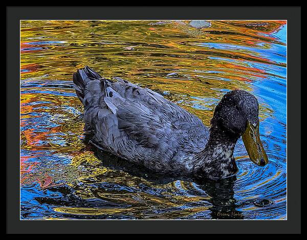Duck in the pond  - Framed Print