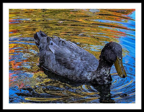 Duck in the pond  - Framed Print