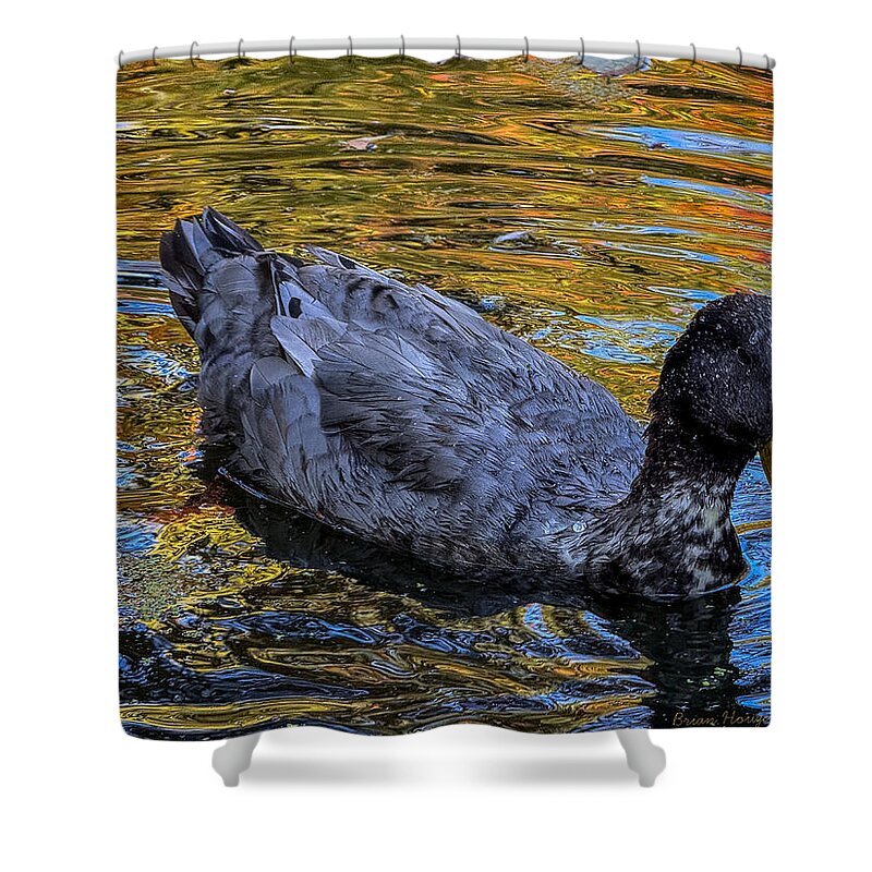Duck in the pond  - Shower Curtain