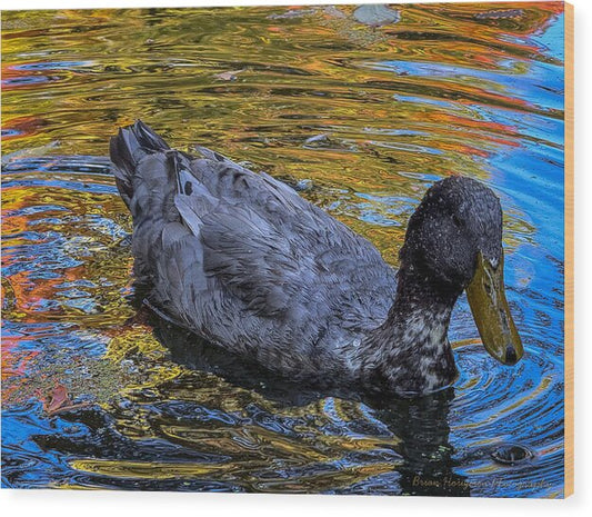 Duck in the pond  - Wood Print