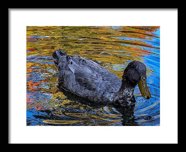 Duck in the pond  - Framed Print
