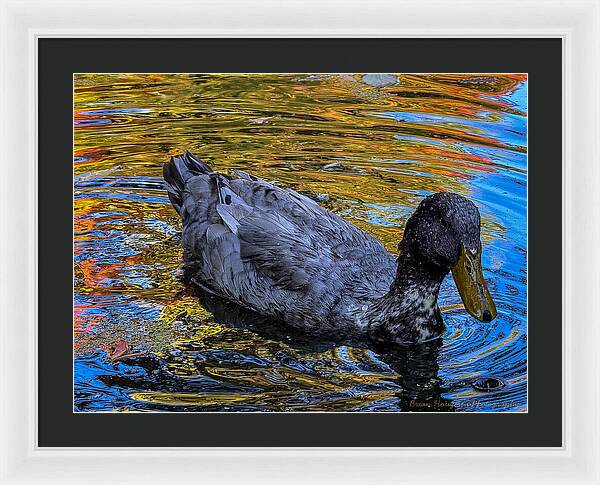 Duck in the pond  - Framed Print