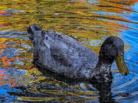 Duck in the pond  - Puzzle