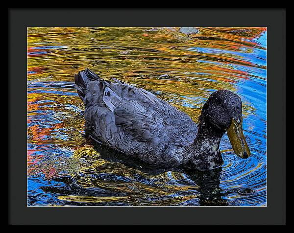 Duck in the pond  - Framed Print