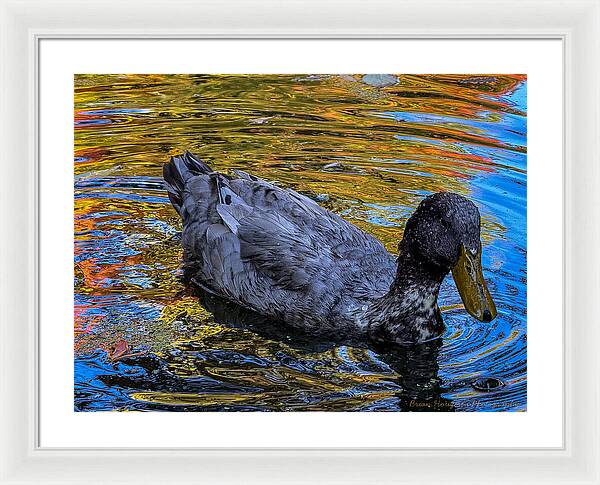Duck in the pond  - Framed Print