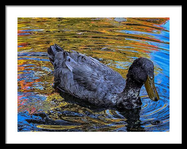 Duck in the pond  - Framed Print