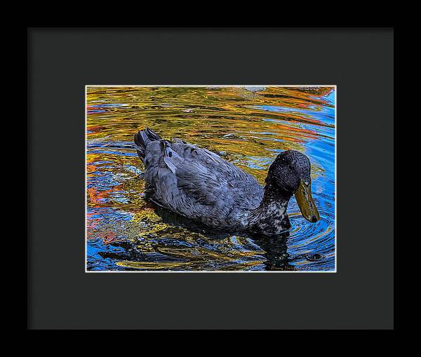Duck in the pond  - Framed Print