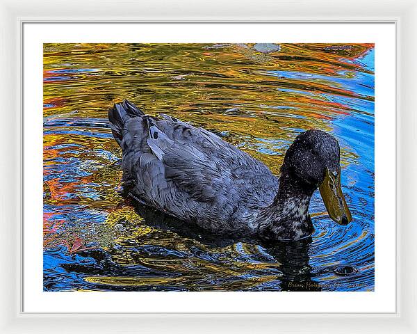 Duck in the pond  - Framed Print