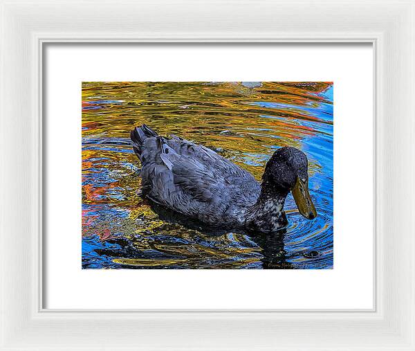 Duck in the pond  - Framed Print