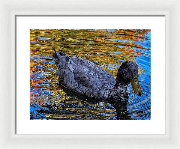 Duck in the pond  - Framed Print