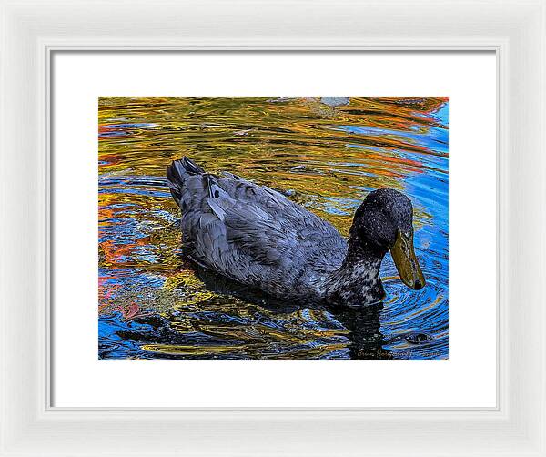 Duck in the pond  - Framed Print