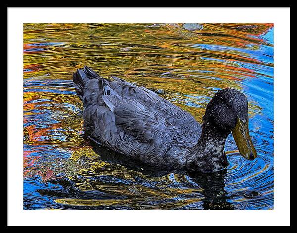 Duck in the pond  - Framed Print