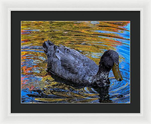 Duck in the pond  - Framed Print