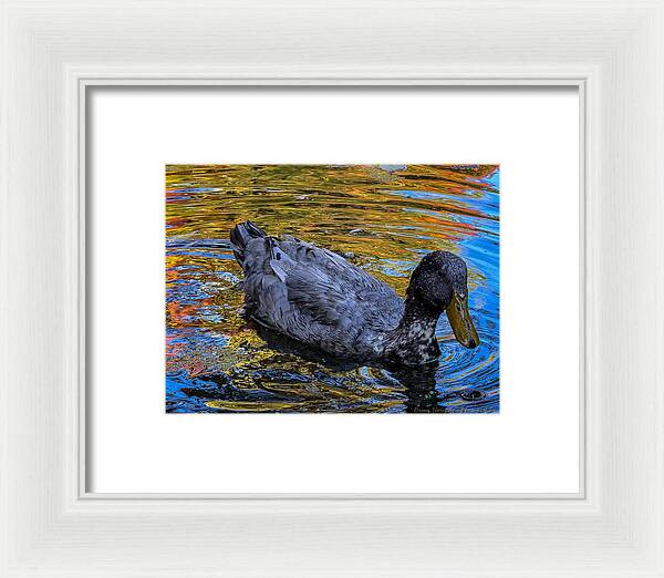 Duck in the pond  - Framed Print