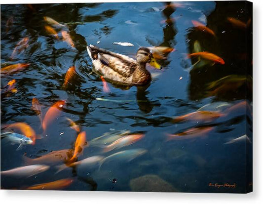 Duck with the koi - Canvas Print