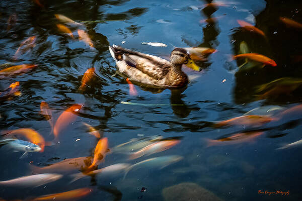 Duck with the koi - Art Print