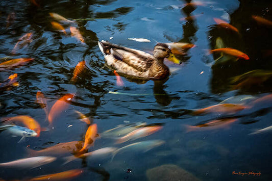 Duck with the koi - Art Print