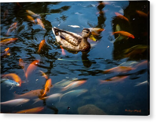 Duck with the koi - Acrylic Print