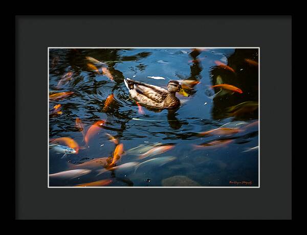 Duck with the koi - Framed Print