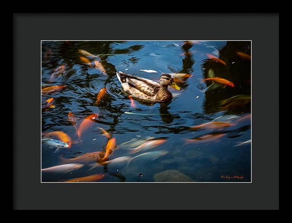 Duck with the koi - Framed Print