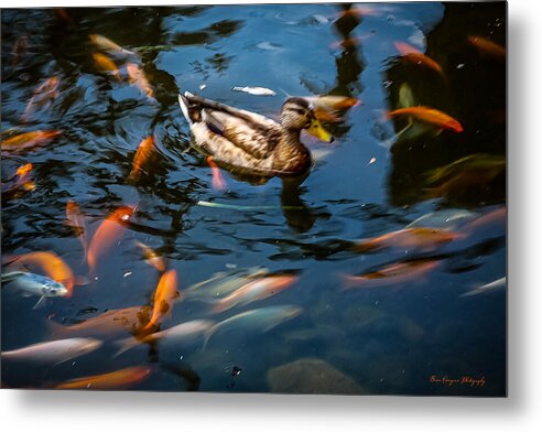 Duck with the koi - Metal Print