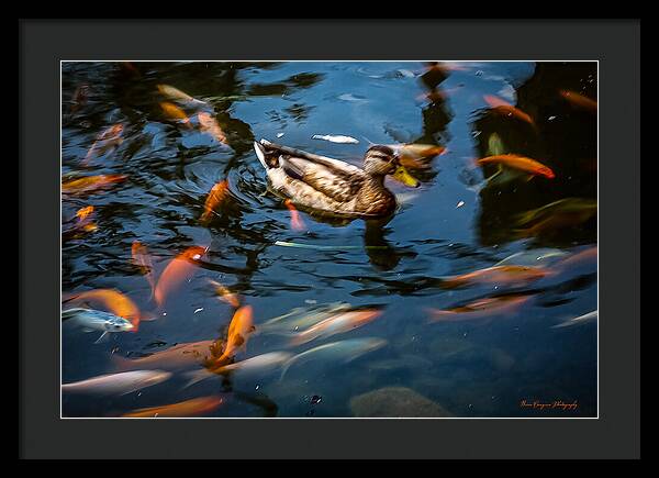 Duck with the koi - Framed Print