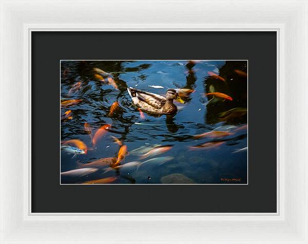Duck with the koi - Framed Print