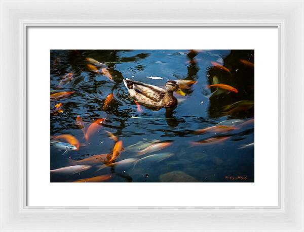 Duck with the koi - Framed Print