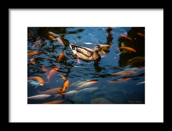 Duck with the koi - Framed Print