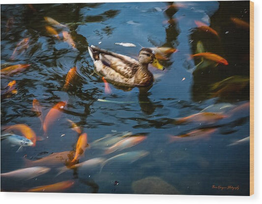 Duck with the koi - Wood Print