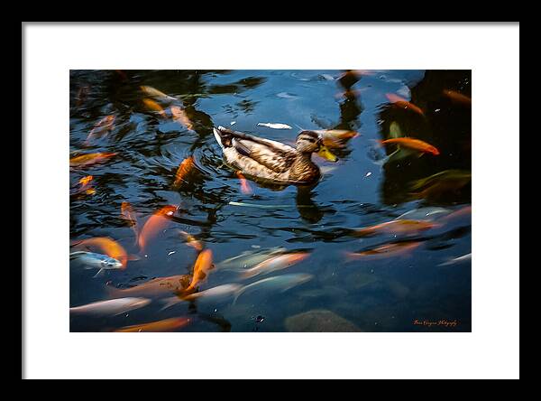 Duck with the koi - Framed Print