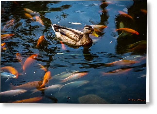Duck with the koi - Greeting Card