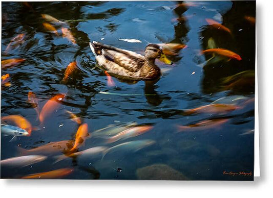 Duck with the koi - Greeting Card
