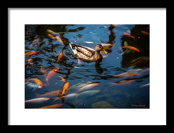 Duck with the koi - Framed Print