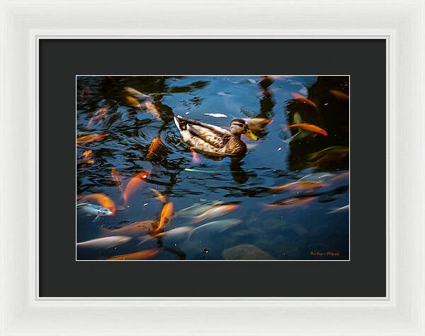 Duck with the koi - Framed Print