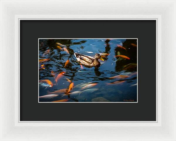 Duck with the koi - Framed Print