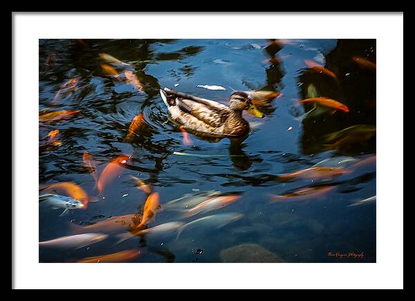 Duck with the koi - Framed Print