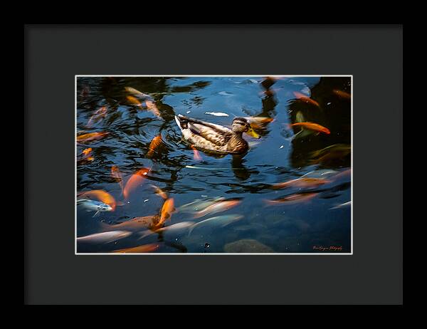 Duck with the koi - Framed Print