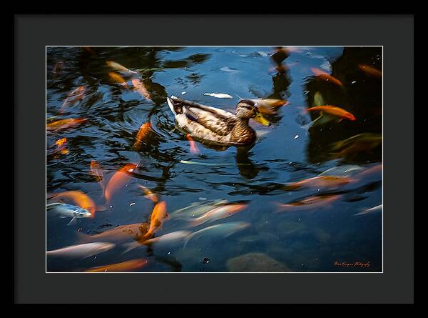 Duck with the koi - Framed Print