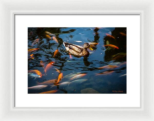 Duck with the koi - Framed Print