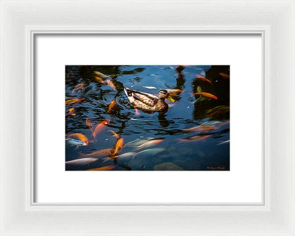 Duck with the koi - Framed Print